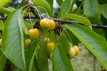 Branch of ripe red cherries on a tree in a garden.の写真素材