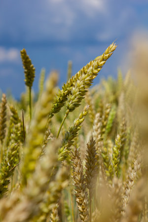 Wheat meadow. Ripe Gold Barley field in summer. Nature organic Yellow rye plant Growing to harvest. World global food with sunset in farm land autumn scene background. Happy Agricultural countryside.の写真素材