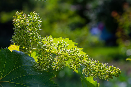 flower buds and leaves of shoots grapevine spring, agriculture nature background.の写真素材