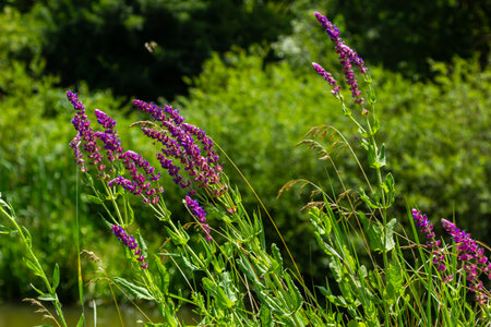 Flowers of the forest sage, Salvia nemorosa, close-up. Background of Salvia nemorosa, a salvia with...