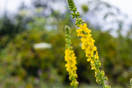 Summer in the wild among wild grasses is blooming agrimonia eupatoria.の写真素材