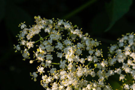 Black sambucus white flowers blossom. Macro of delicate flowers cluster on dark green background in...