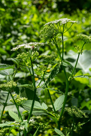 Conium maculatum, colloquially known as hemlock, poison hemlock or wild hemlock, is a highly...
