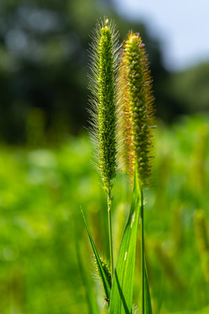 Setaria grows in the field in nature.の写真素材