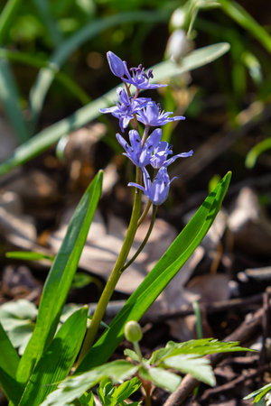 Scilla bifolia, the alpine squill or two-leaf squill, is a herbaceous perennial plant of the family...
