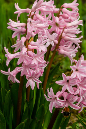 Pink Hyacinthus in a garden. Traditional spring flower.の写真素材