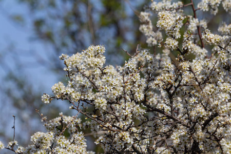 Prunus spinosa, called blackthorn or sloe, is a species of flowering plant in the rose family...