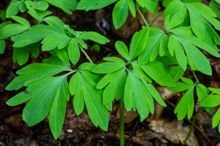 Corydalis blooms in spring in the wild in the forest.