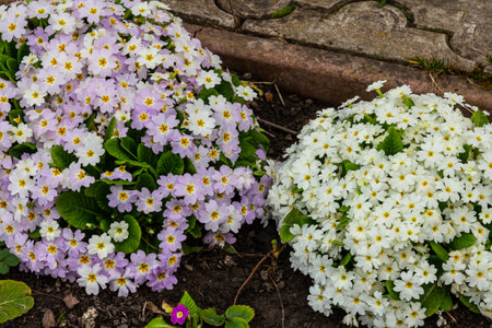 Spring flowers. Blooming primrose or primula flowers in a garden.の写真素材