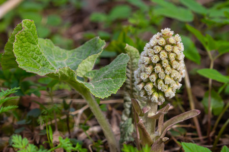 Inflorescences of butterbur, pestilence wort, Petasites hybridus.Blossom, Common butterbur. A blooming butterbur Petasites hybridus flower in the meadow.の写真素材