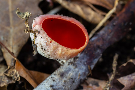 Spring edible red mushrooms Sarcoscypha grow in forest. close up. sarcoscypha austriaca or Sarcoscypha coccinea - mushrooms of early spring season, known as Scarlet elf cup. fresh fungus picking.の写真素材