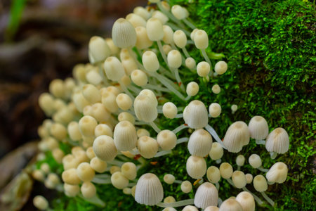 Mycena epipterygia is a species of fungus in the family Mycenaceae of mushrooms commonly found in...