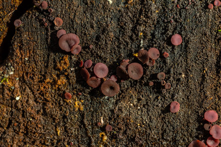 group much fungus on trunk Ascocoryne sarcoides.