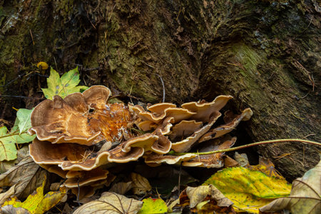 Natural closeup on the Giant Polypore fungus, Meripilus giganteus in the forest.