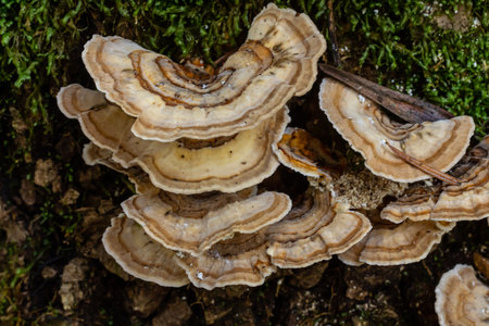 Trametes versicolor, also known as Polyporus versicolor, is a common polypore mushroom found...
