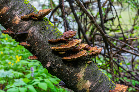 Anise mazegill, a brown rot fungus, Gloeophyllum odoratum.