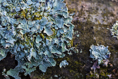 A close up of lichen Hypogymnia physodes on an old tree branch.
