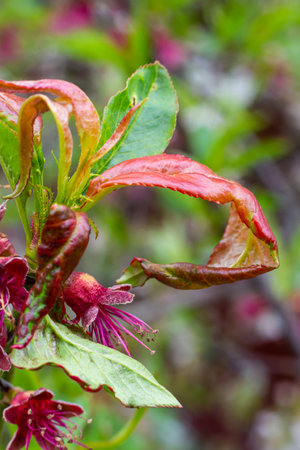 Sick leaves on the peach tree. Taphrina deformans.の写真素材
