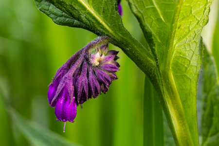In the meadow, among wild herbs the comfrey Symphytum officinale is blooming.の写真素材