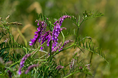 Vetch, vicia cracca valuable honey plant, fodder, and medicinal plant. Fragile purple flowers background. Woolly or Fodder Vetch blossom in spring garden.の写真素材