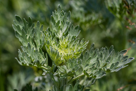 Silver green Wormwood leaves background. Artemisia absinthium, absinthe wormwood plant in herbal...