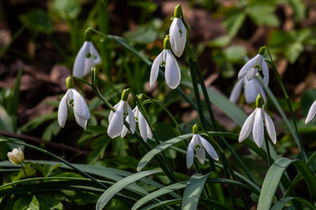 White snowdrop flowers. Galanthus blossoms illuminated by the sun in the green blurred background, early spring. Galanthus nivalis bulbous, perennial herbaceous plant in Amaryllidaceae family.の写真素材