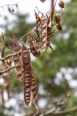 Close up of a brown color 'Robinia pseudoacacia' seed pod against a bright nature background.