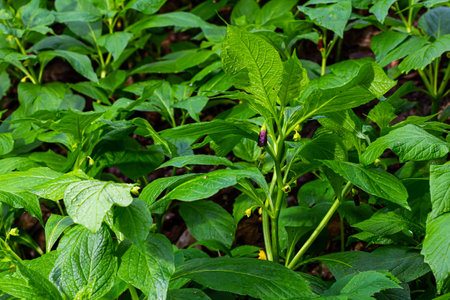 Scopolia carniolica, the European scopolia or henbane bell, is a poisonous plant belonging to the family Solanaceae.の写真素材