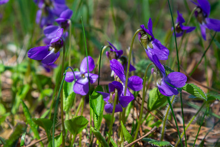 Viola odorata. Scent-scented. Violet flower forest blooming in spring. The first spring flower,...