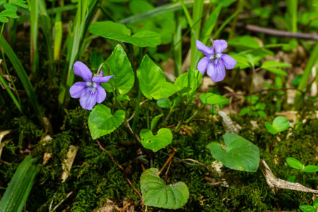 Viola odorata. Scent-scented. Violet flower forest blooming in spring. The first spring flower,...