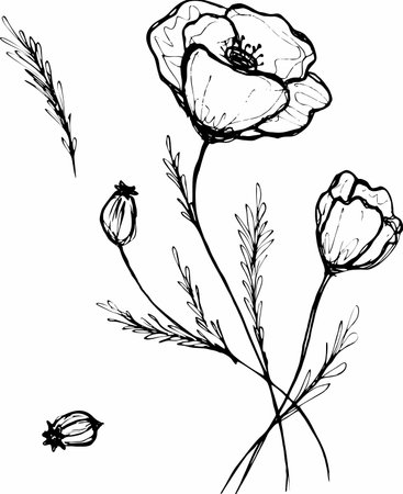 drawing flowers. poppy flower clip-art or illustrationのイラスト素材
