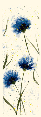blue cornflowers by watercolor Elements. knapweed watercolor, drawing.のイラスト素材