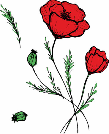 Abstract red poppies flowers vector illustration.Poppies drawing isolated on white background line art color image,botanical design element.のイラスト素材