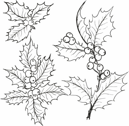 Christmas decoration, Hand Drawn Holly with Berries vector illustration.のイラスト素材