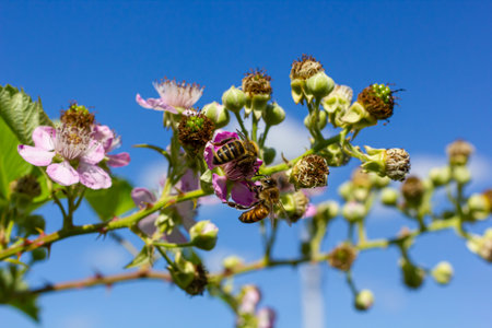 Soft pink blackberry flowers and buds in spring - Rubus fruticosus.の写真素材
