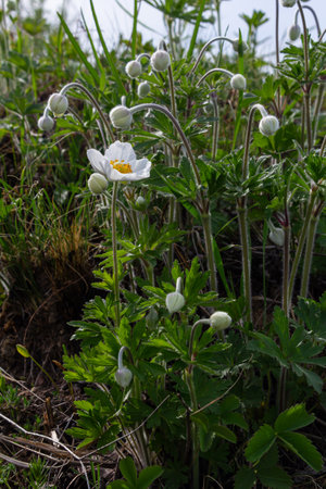 Anemonoides sylvestris Anemone sylvestris, known as snowdrop anemone or snowdrop windflower, is a perennial plant flowering in spring.の写真素材