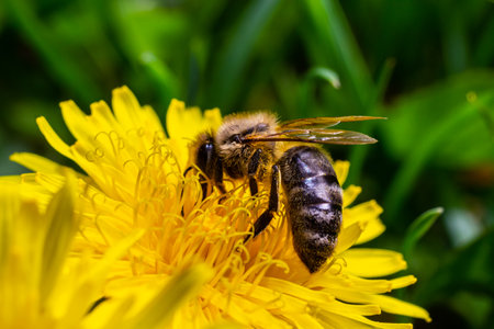 A bee collects pollen near a flower. A bee flies over a flower in a blur background.