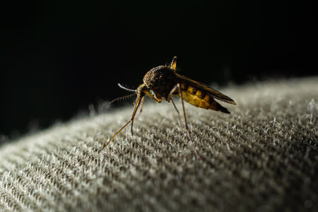 macro of Mosquito Suck in blood,Mosquito using mouth drill through clothes,mosquitoes are carrier of human and animal diseases,selective focus.の写真素材