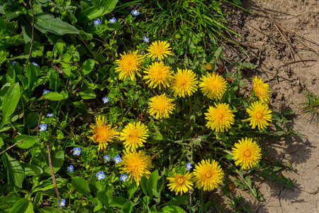 Grass field full of bright yellow dandelions in full bloom, gardening nightmare.