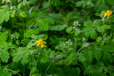 Greater Celandine, yellow wild flowers, close up. Chelidonium majus is poisonous, flowering,...