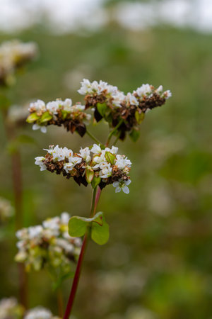 buckwheat flower on the field.の写真素材