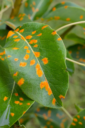 Pear leaves with pear rust infestation.の写真素材