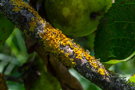 Orange lichen, yellow scale, maritime sunburst lichen or shore lichen Xanthoria parietina is a foliose or leafy lichen. Intensive color of structures on twigs of a tree, details in macro close up.の写真素材