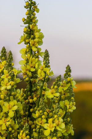 Verbascum densiflorum the well-known dense-flowered mullein.の写真素材
