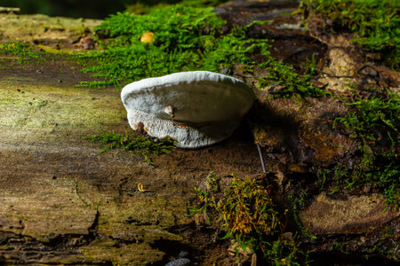brown bear bread mushroom with white borders and green moss in the forest - Ganoderma applanatum.