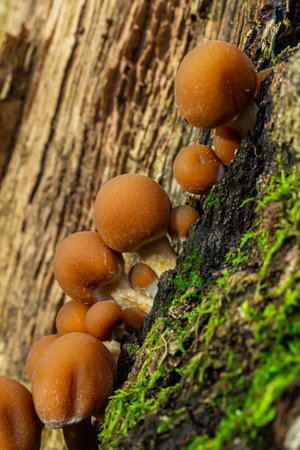 Psathyrella piluliformis Common Stump Brittlestem mushroom reddish-brown mushroom that grows steeply...