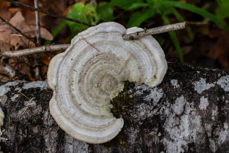 Fomes fomentarius mushroom on the trunk of an old poplar on a summer day.