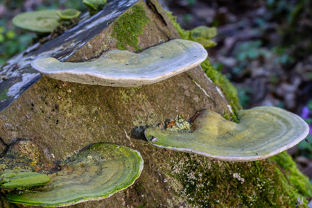 beautiful trametes versicolor mushroom well detailed.