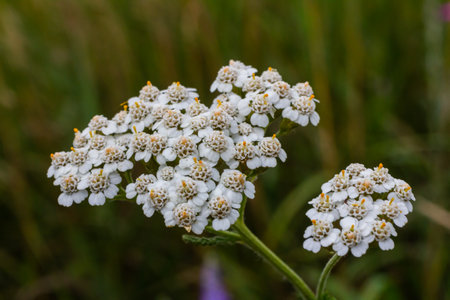 Common yarrow Achillea millefolium white flowers close up, floral background green leaves. Medicinal...