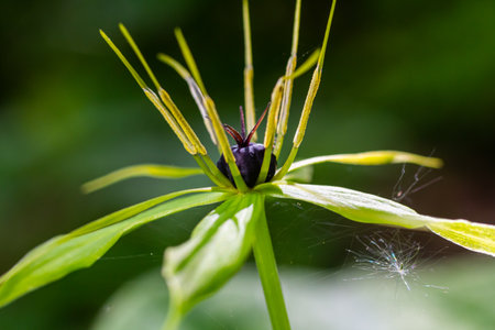 Paris quadrifolia in bloom. It is commonly known as herb Paris or true lover's knot.の写真素材